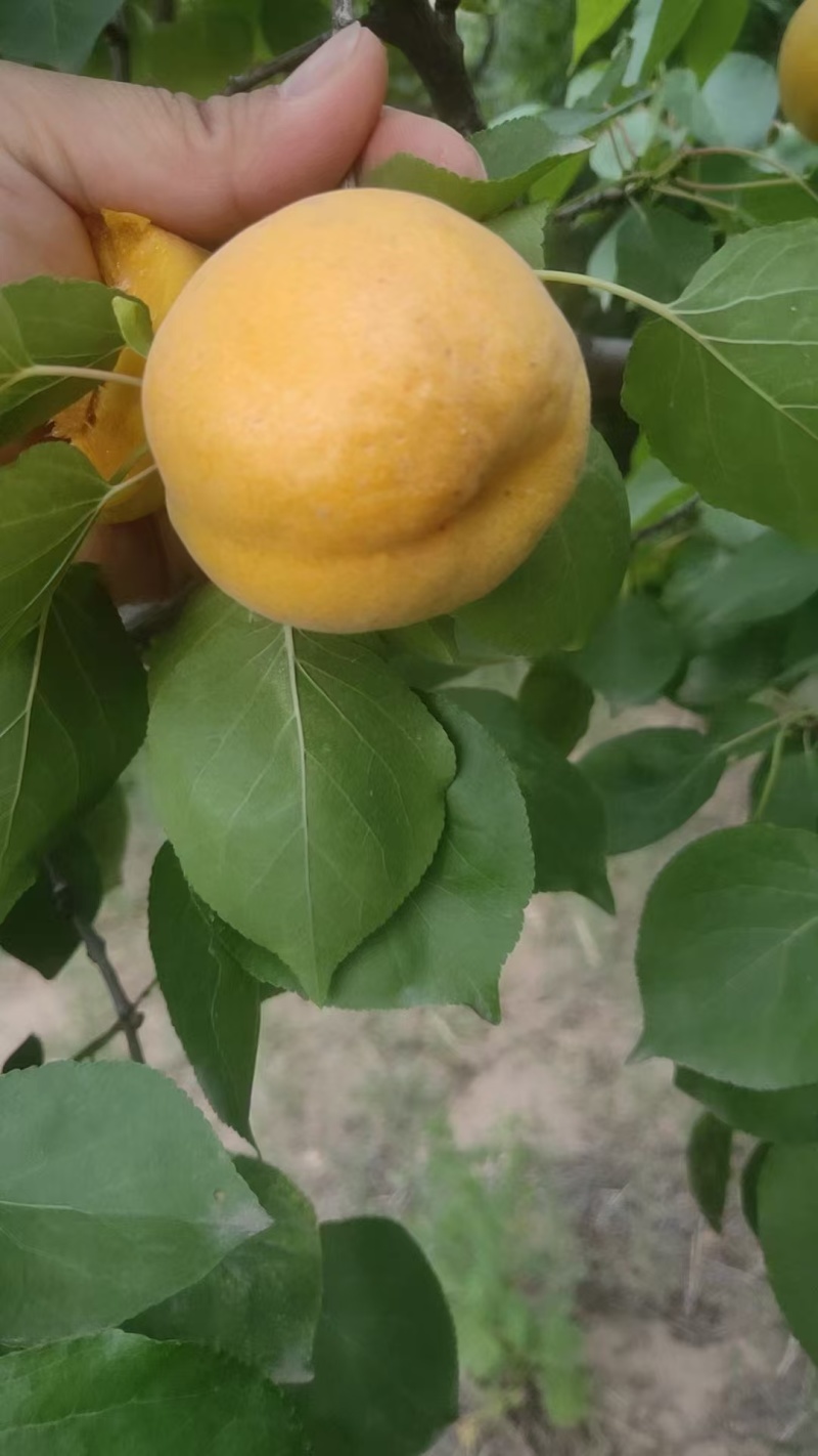 代县白水杏