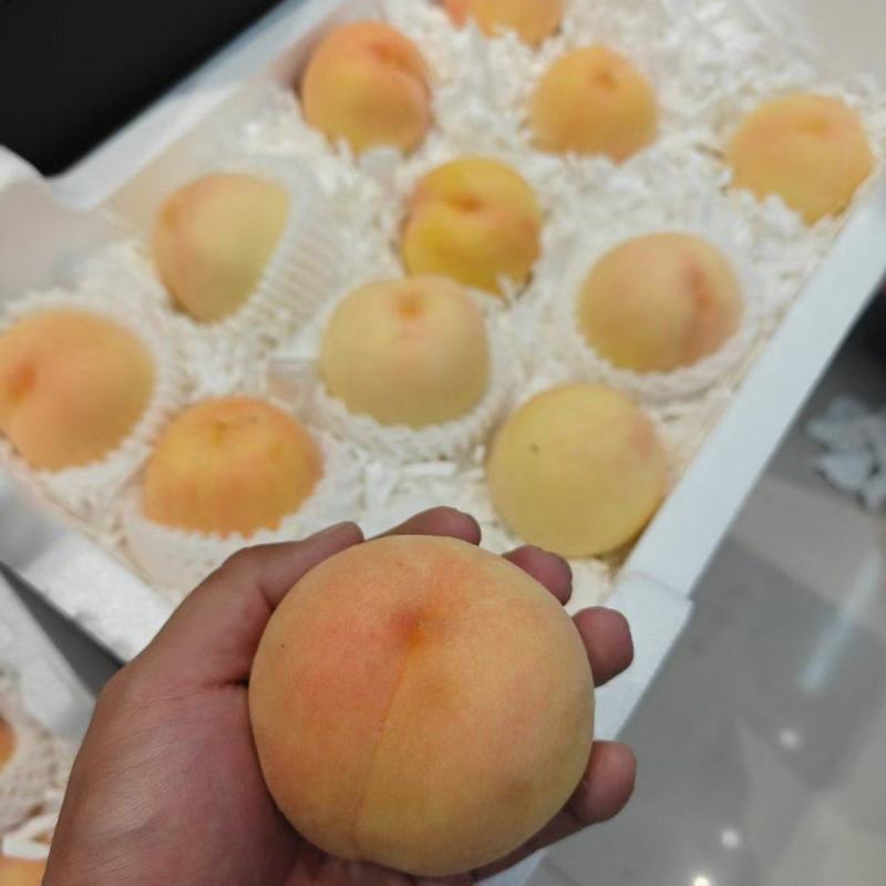 代县白水杏