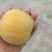 代县白水杏