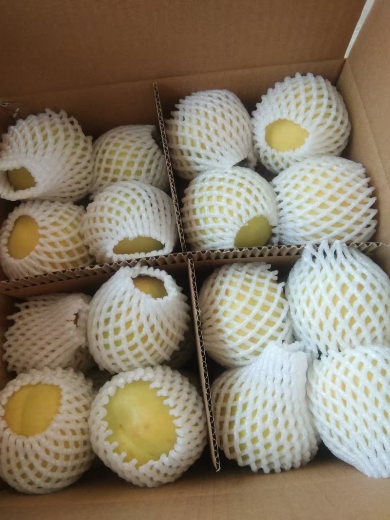 代县白水杏