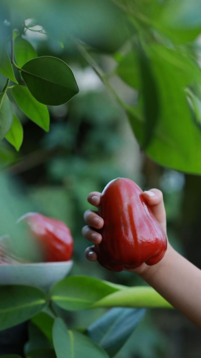 黑金刚莲雾