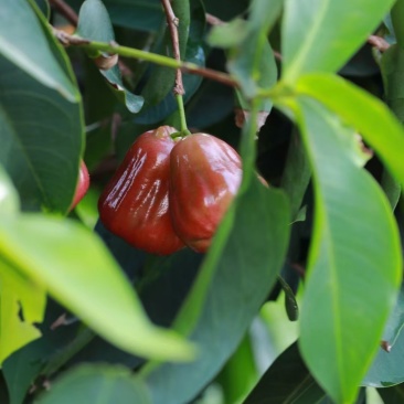 黑金刚莲雾