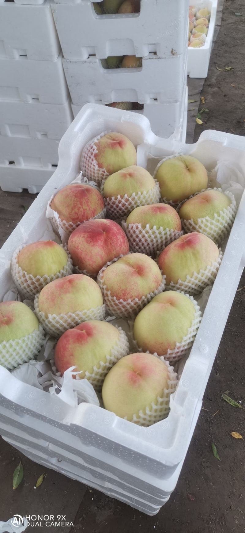 砀山产区水蜜桃大量供货保质保量