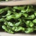 【芜湖椒】山西大同精品芜湖椒大量上市产地直发品质保障