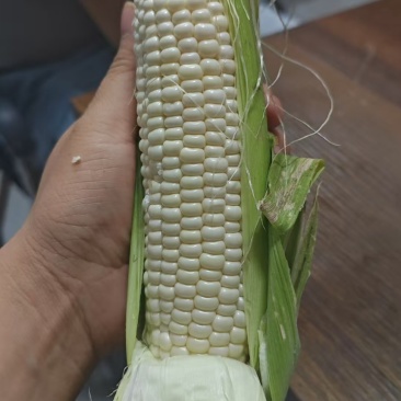 牛奶玉米