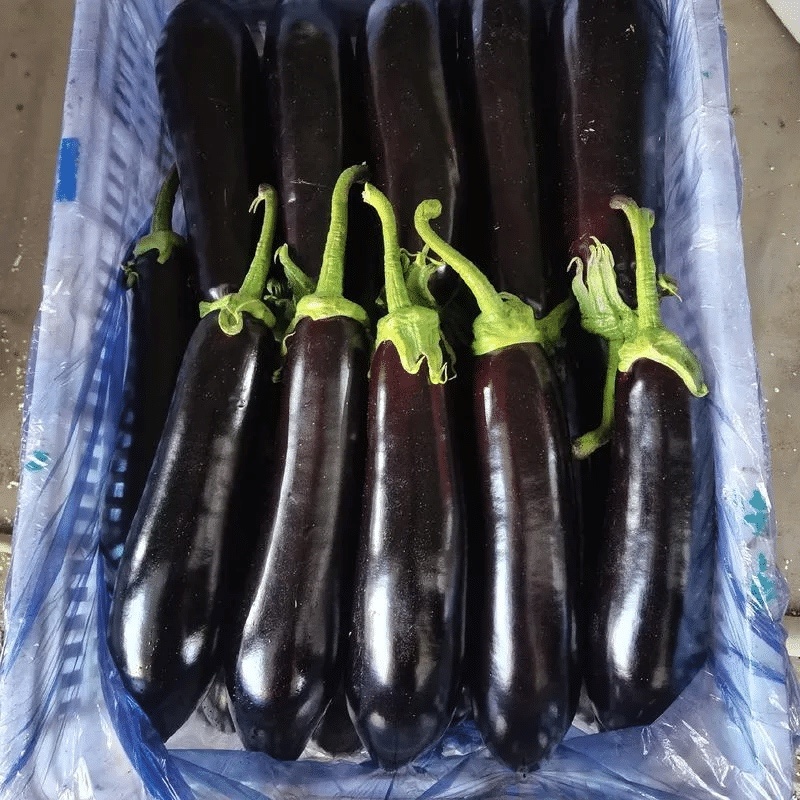 【长茄】山西大同精品长茄产地直发品质保障可视频看货