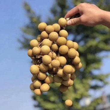 龙眼基地大量批发石硖泸丰醉香福晚8#桂圆品种齐全