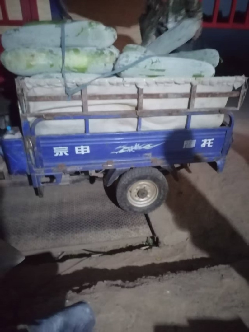 芜湖精品白皮冬瓜，条形好肉厚耐运输，产地直供保质保量