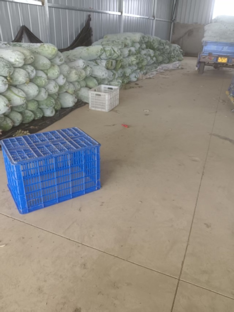 芜湖精品白皮冬瓜，条形好肉厚耐运输，产地直供保质保量