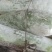 芜湖精品白皮冬瓜,条形好肉厚耐运输,产地直供保质保量