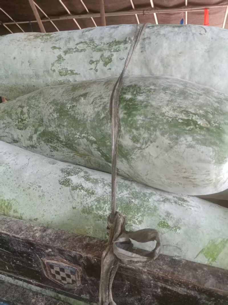 芜湖精品白皮冬瓜，条形好肉厚耐运输，产地直供保质保量
