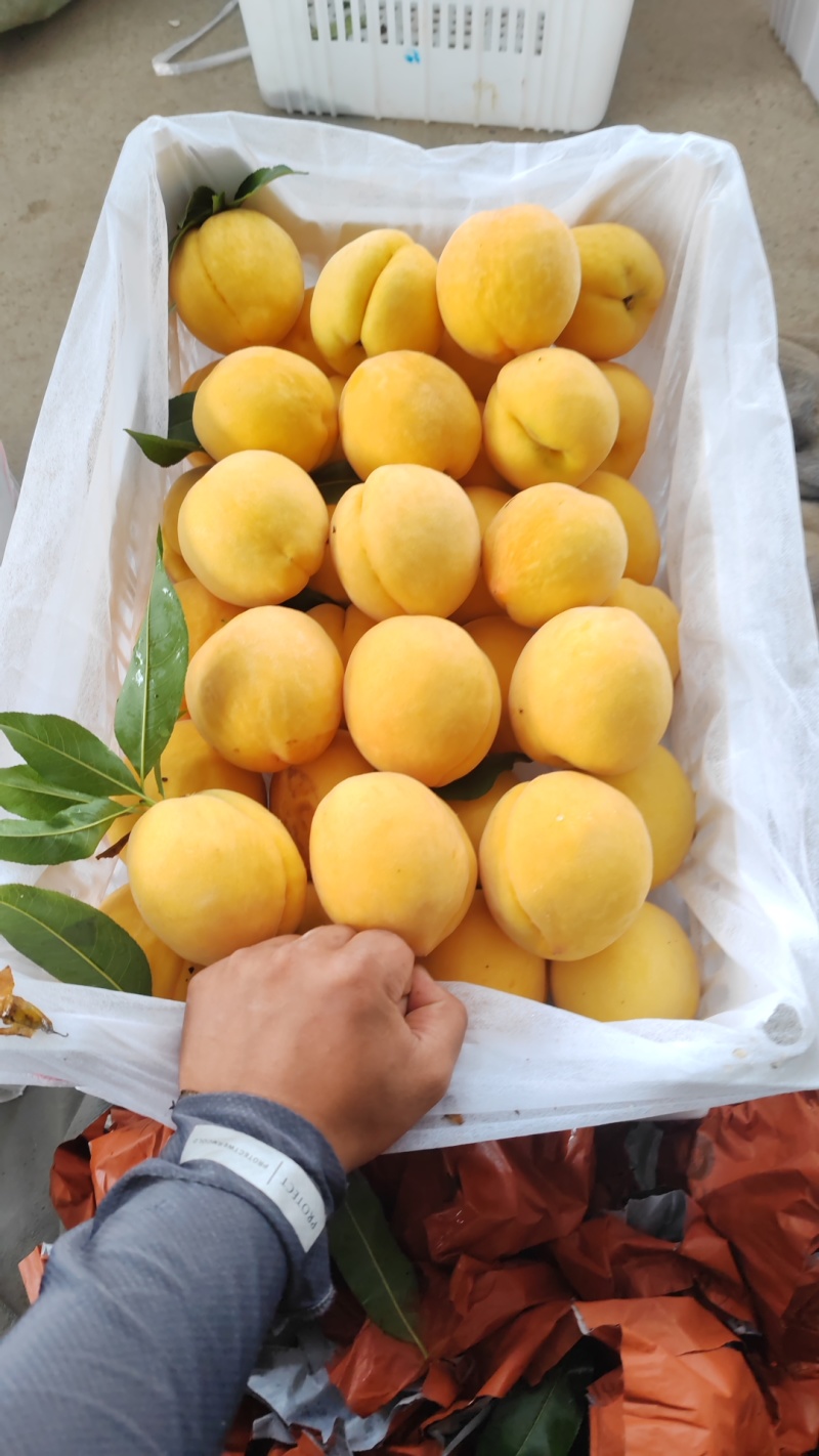 精品（金凤黄桃）