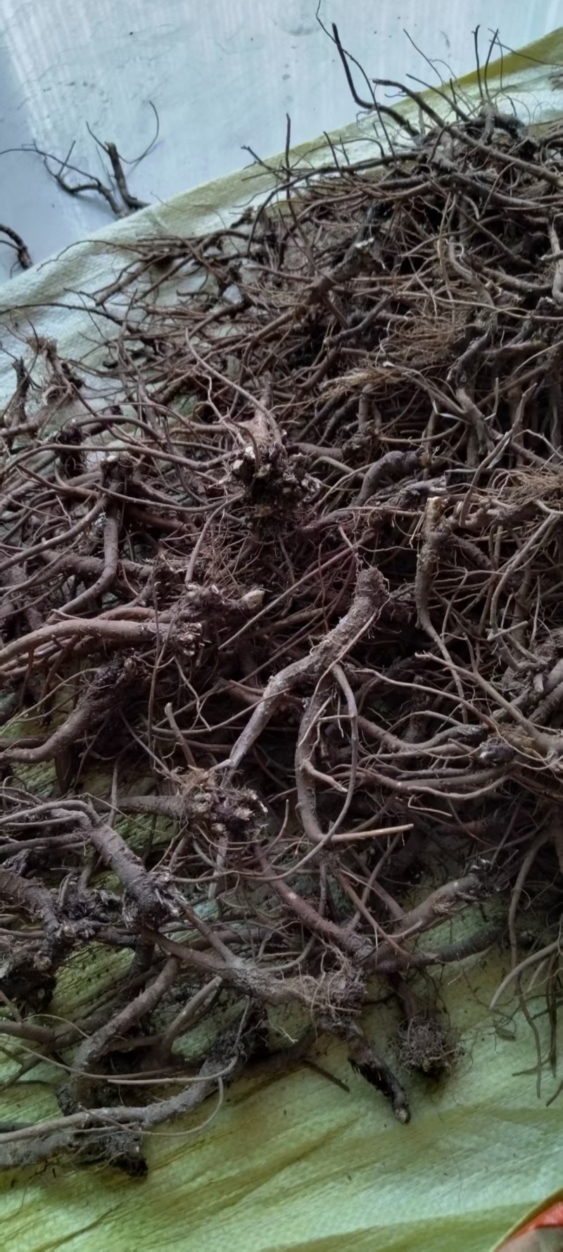 大山里的野生药材黑柴葫