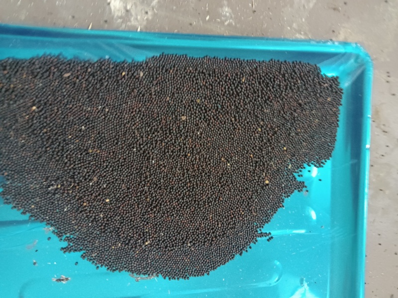达州市渠县友庆镇有油菜子万斤，须要请羊并联系。