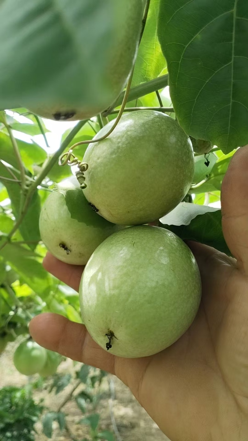 海南钦蜜9号黄金百香果