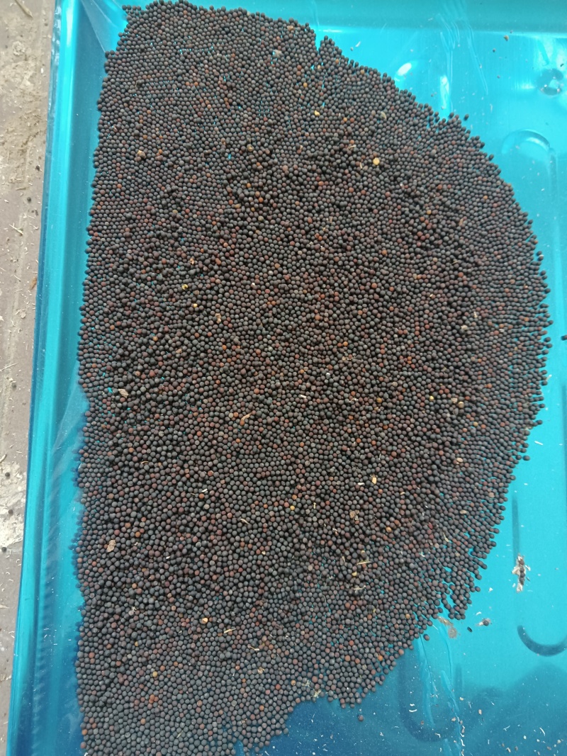 达州市渠县友庆镇有油菜子万斤，须要请羊并联系。