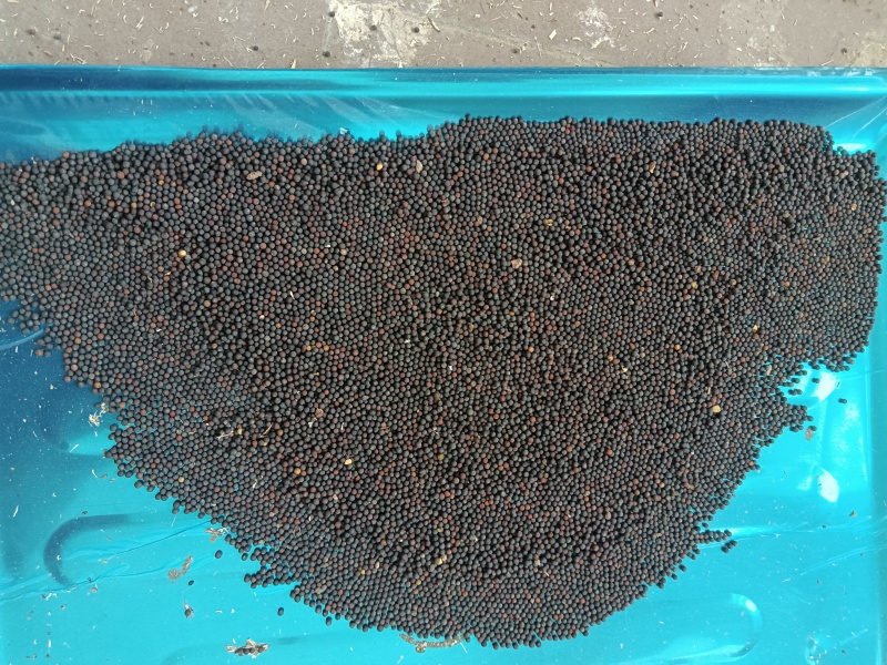 达州市渠县友庆镇有油菜子万斤，须要请羊并联系。