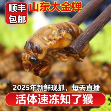 金蝉~知了猴一件代发对接抖音快手视频号淘宝拼多多日发万单