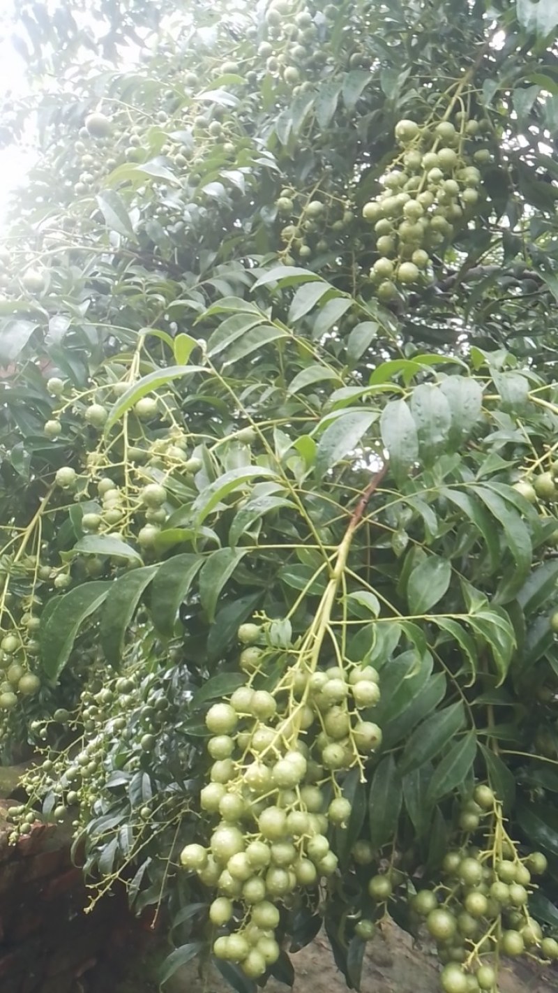 山黄皮果