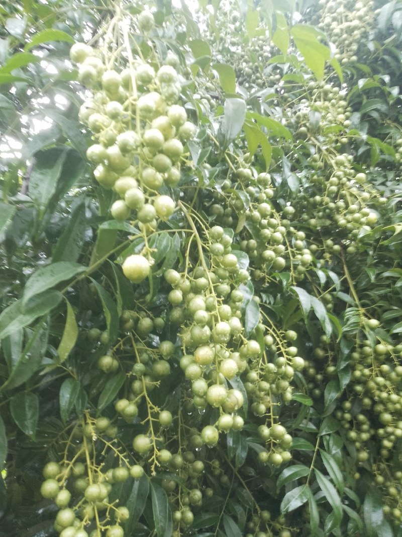山黄皮果