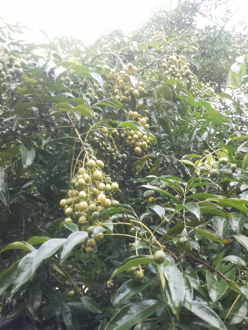 山黄皮果