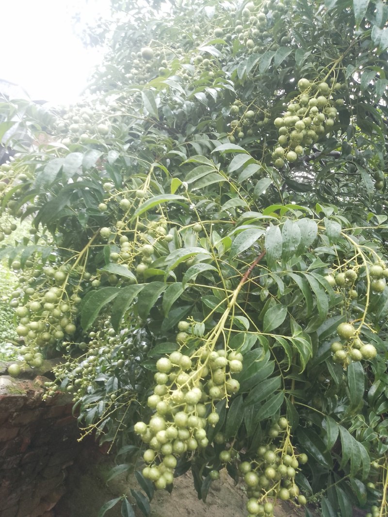 山黄皮果