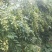 山黄皮果