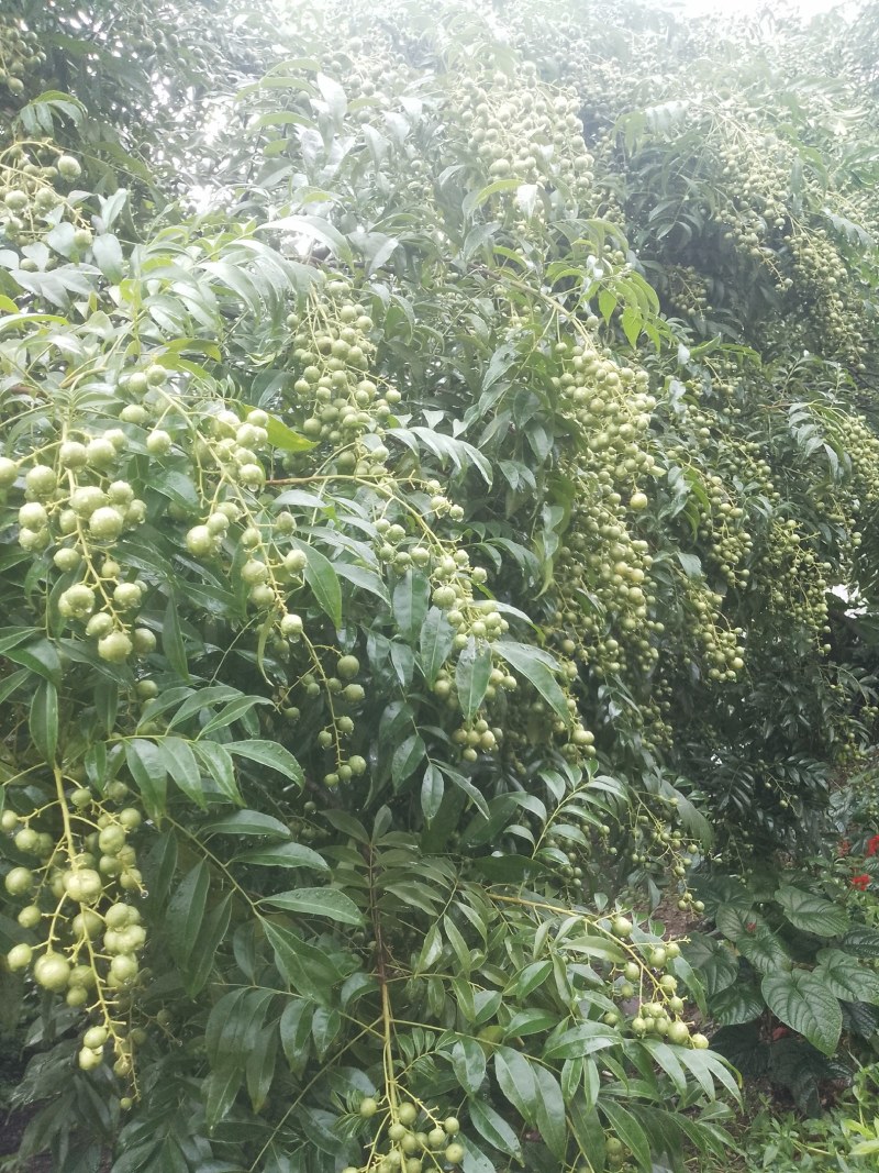 山黄皮果