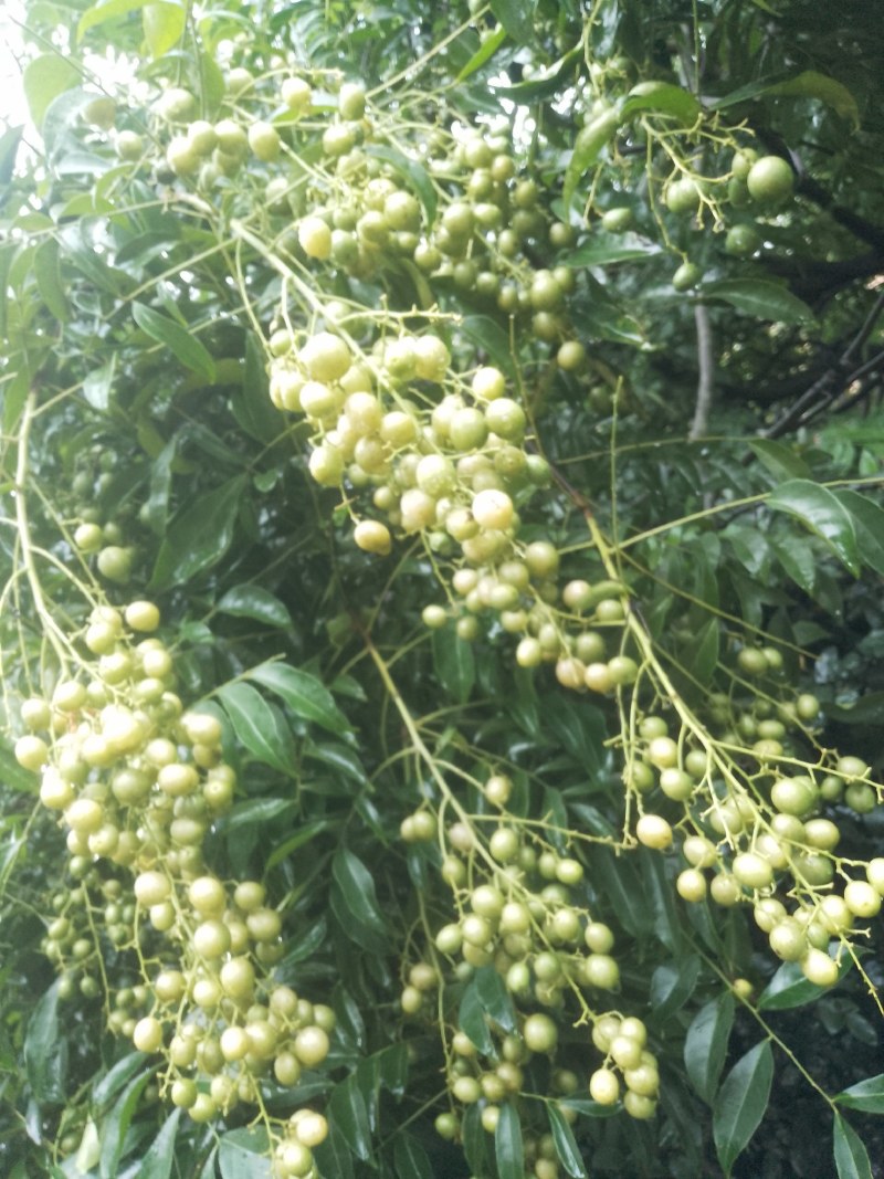 山黄皮果