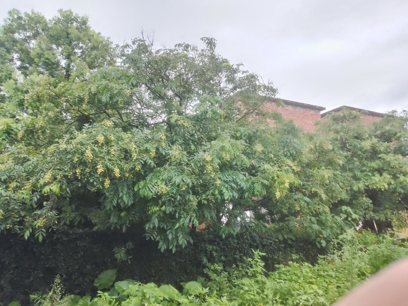 山黄皮果
