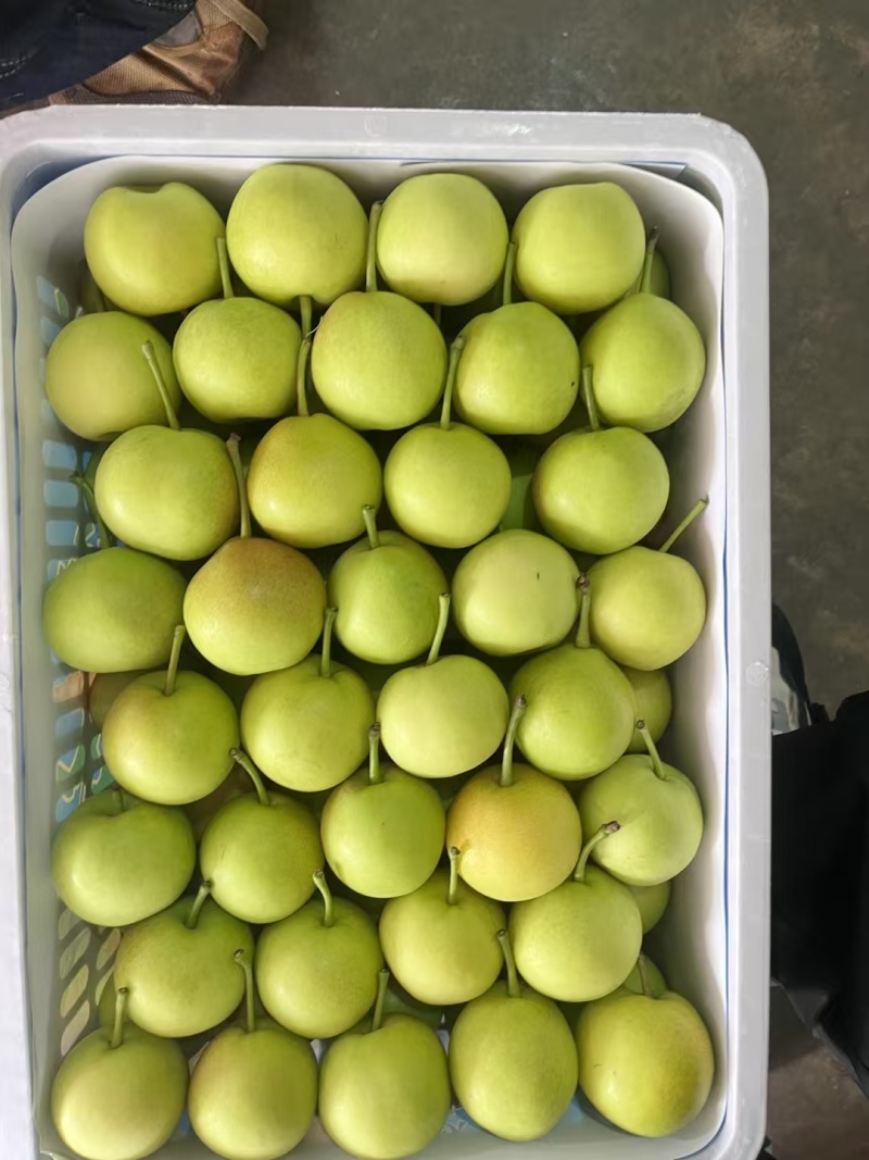 早熟，丁香梨下个月一号开始上市了口感纯甜品质非常好，