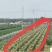 美玉27号甜糯白玉米