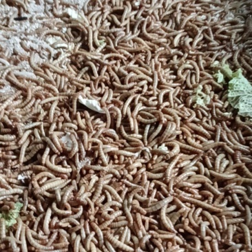 黄粉虫现少量供货在有3个月有大量供货