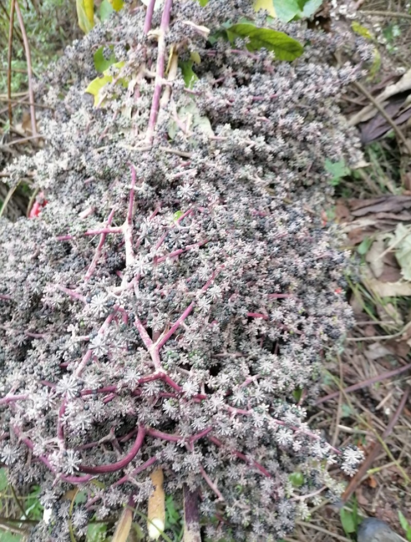通草种子大量出售，基地直发，当季种子