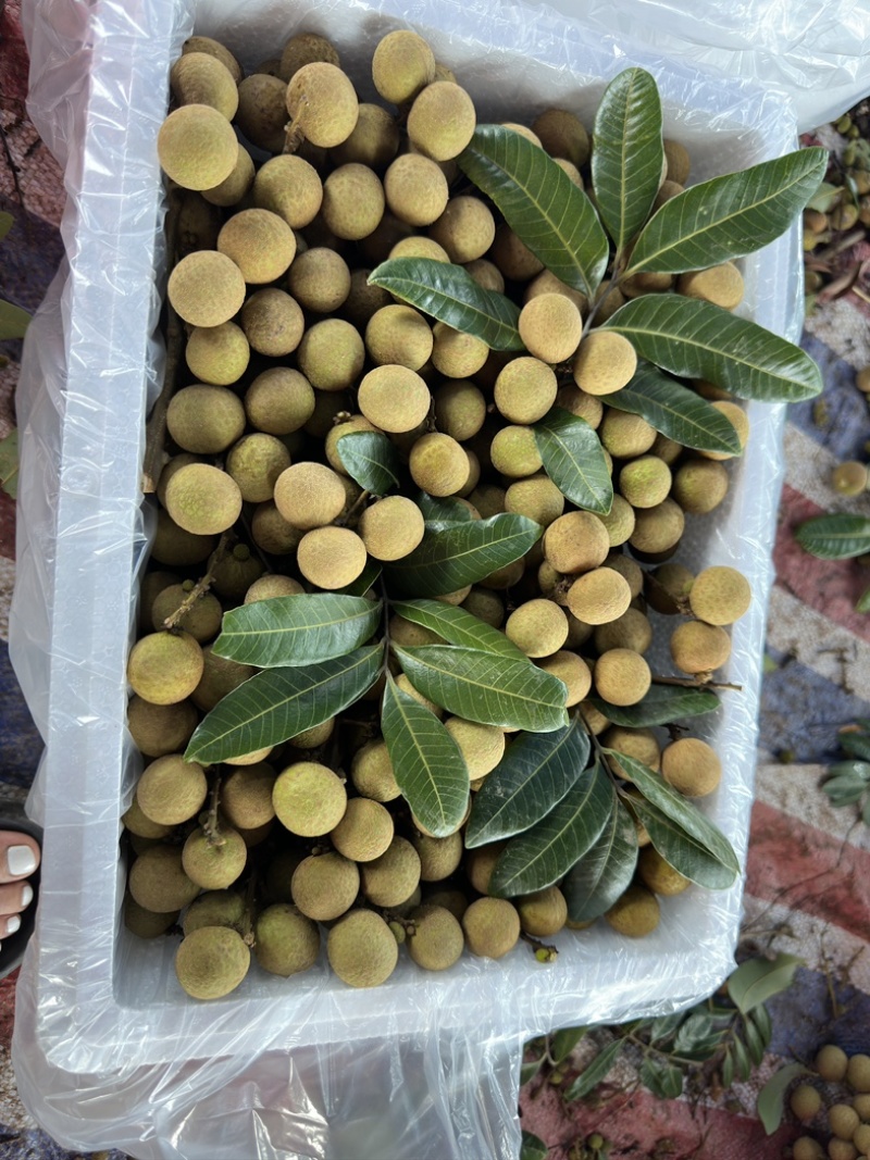广东龙眼桂圆大量上市了，精品货统货大量出货