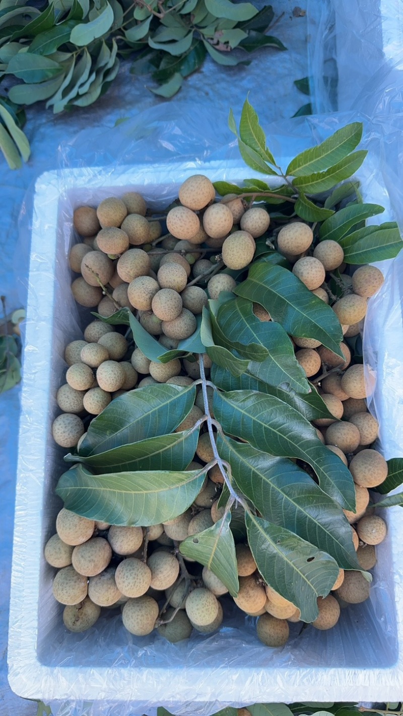 广东龙眼桂圆大量上市了，精品货统货大量出货