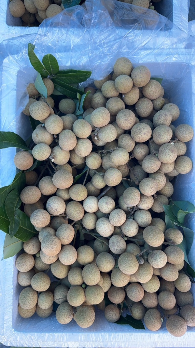 广东龙眼桂圆大量上市了，精品货统货大量出货