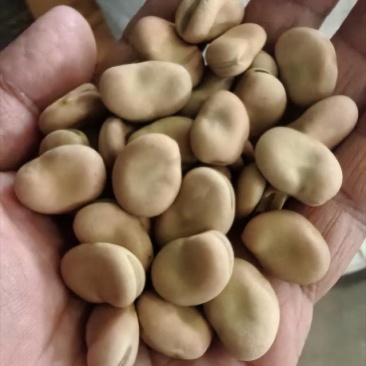 昆明鲜采蚕豆，粒大饱满，口感香糯，春季新鲜直供！