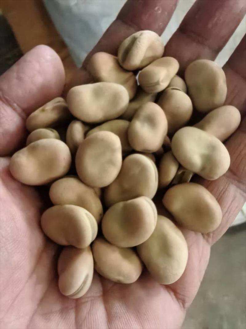 昆明鲜采蚕豆，粒大饱满，口感香糯，春季新鲜直供！