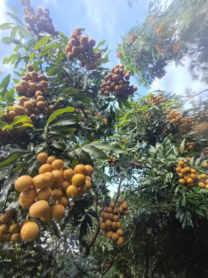 广东茂名市电白区龙眼大量上市了石硖储良龙眼