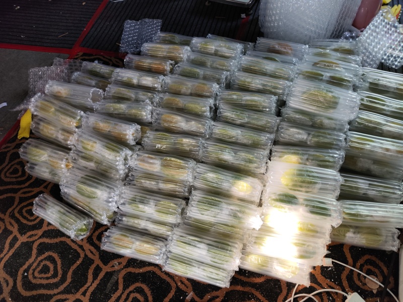 福建漳州云霄下河杨桃青果杨桃，可做果汁饮品，果盘
