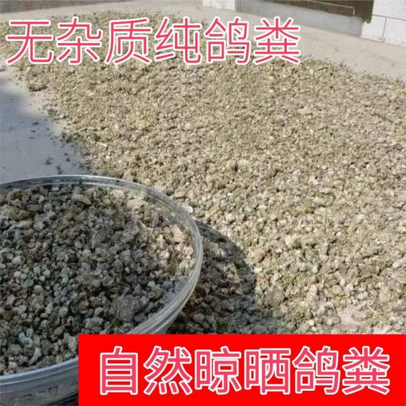 广东鸽子粪清远鸽子粪养殖场供应对接种植户、果园