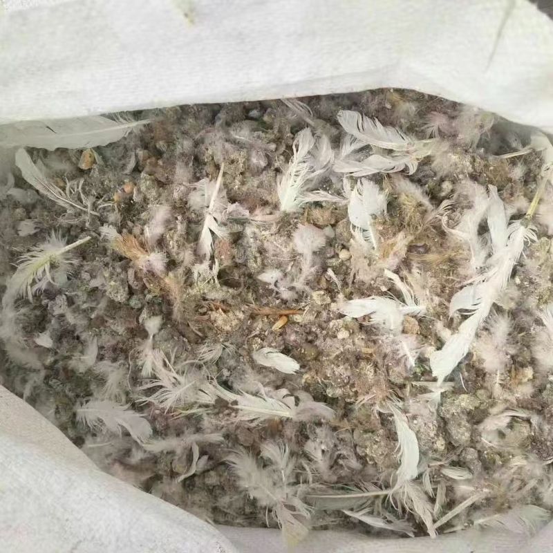 广东鸽子粪清远鸽子粪养殖场供应对接种植户、果园