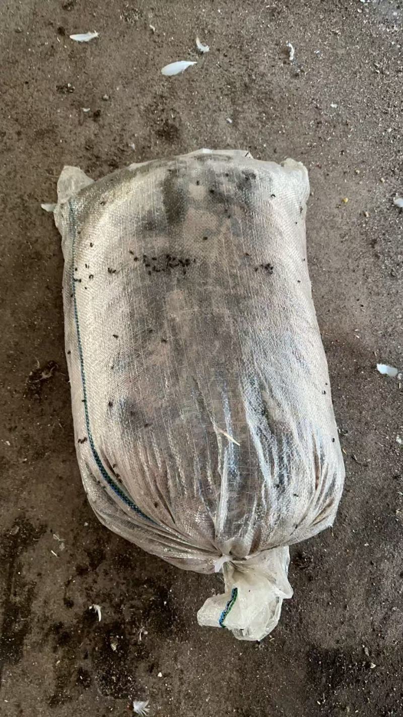 广东鸽子粪清远鸽子粪养殖场供应对接种植户、果园