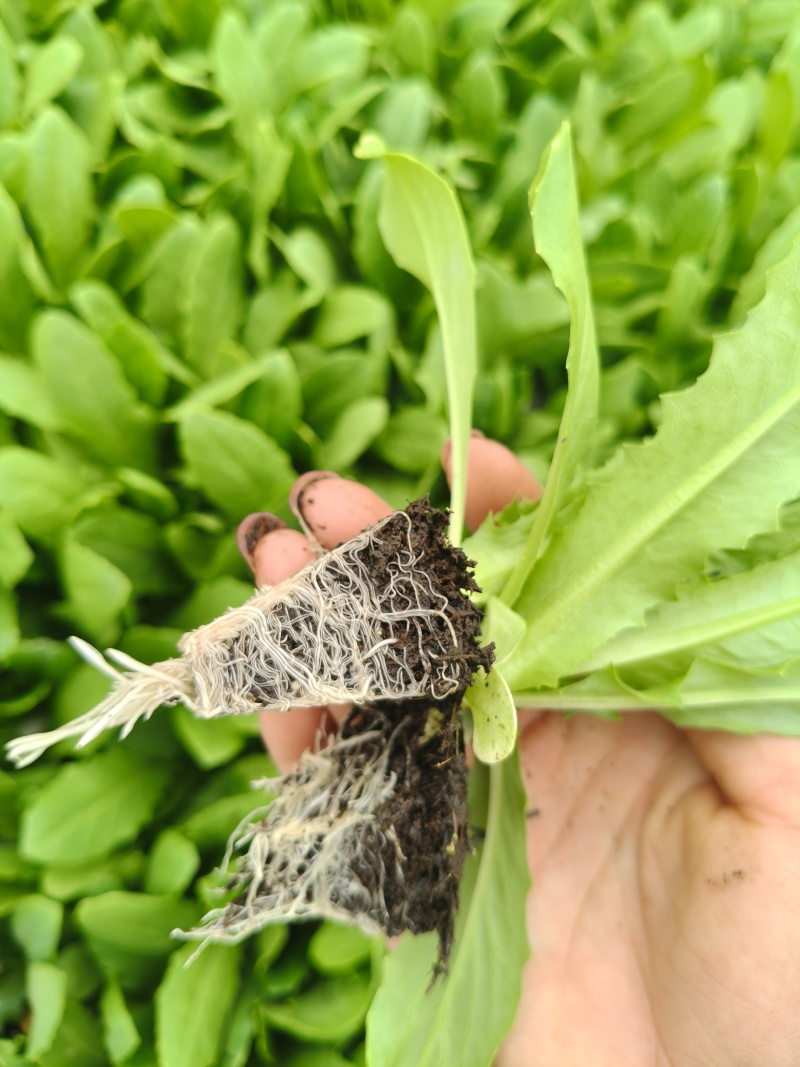 精品油麦菜苗，意大利苗