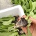 精品油麦菜苗，意大利苗
