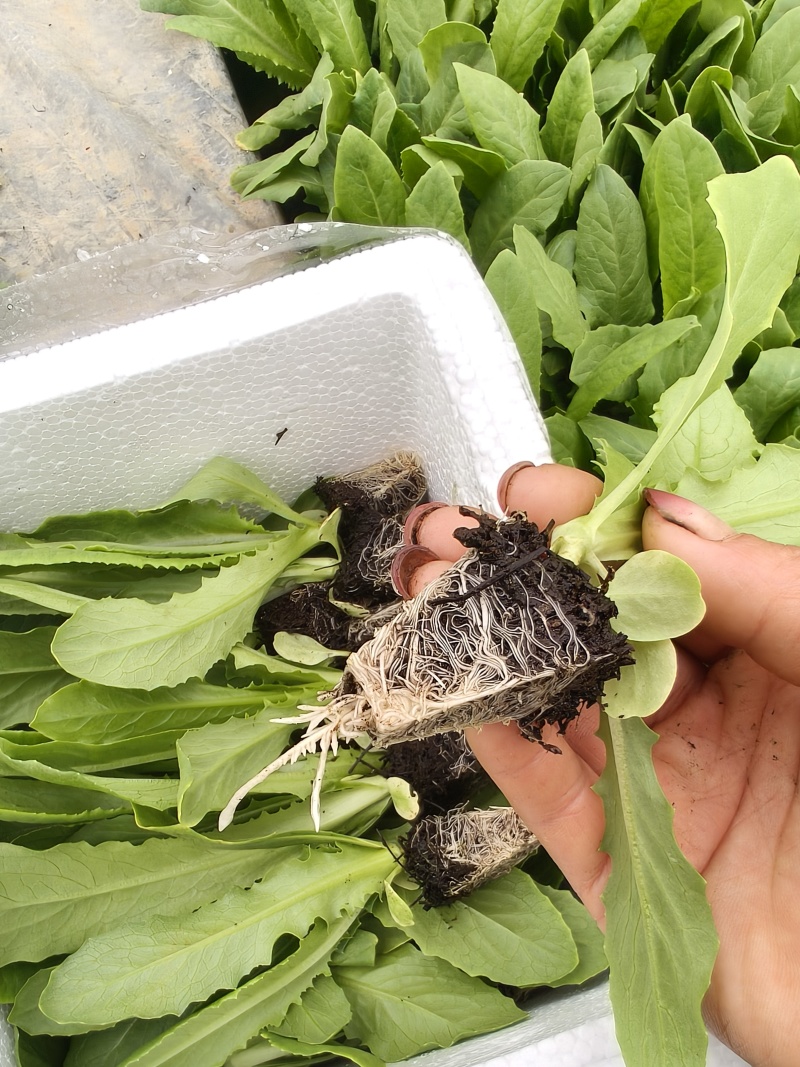精品油麦菜苗，意大利苗