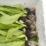 精品油麦菜苗，意大利苗