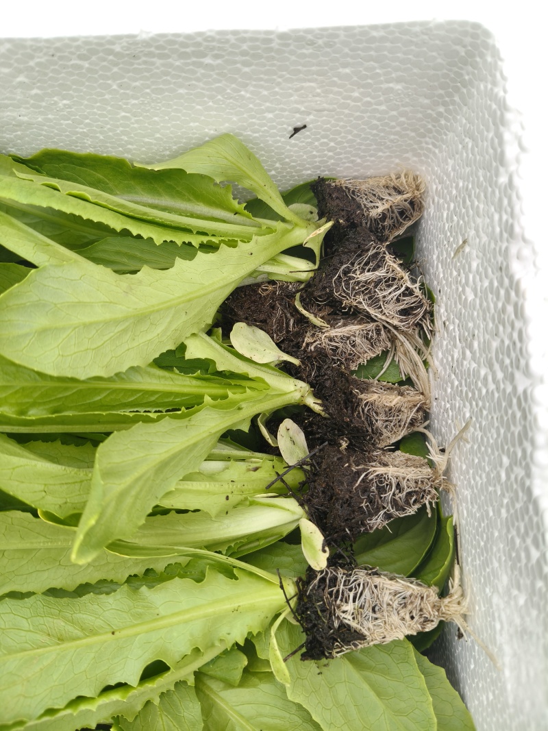 精品油麦菜苗，意大利苗