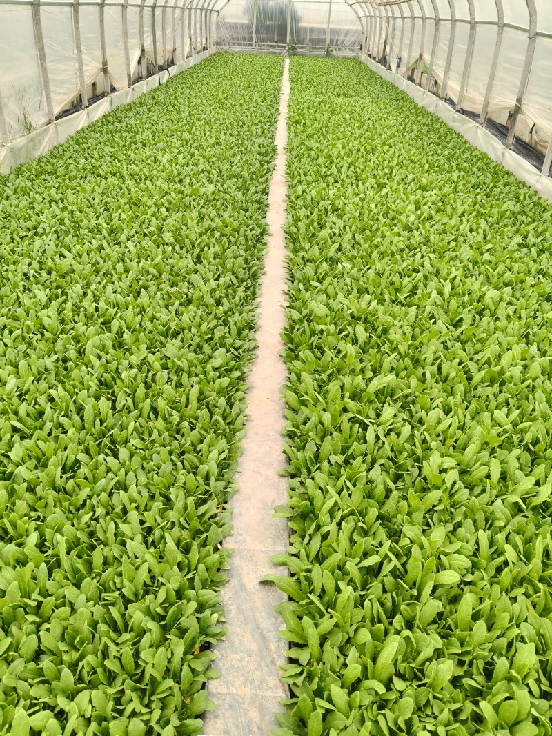 精品油麦菜苗，意大利苗